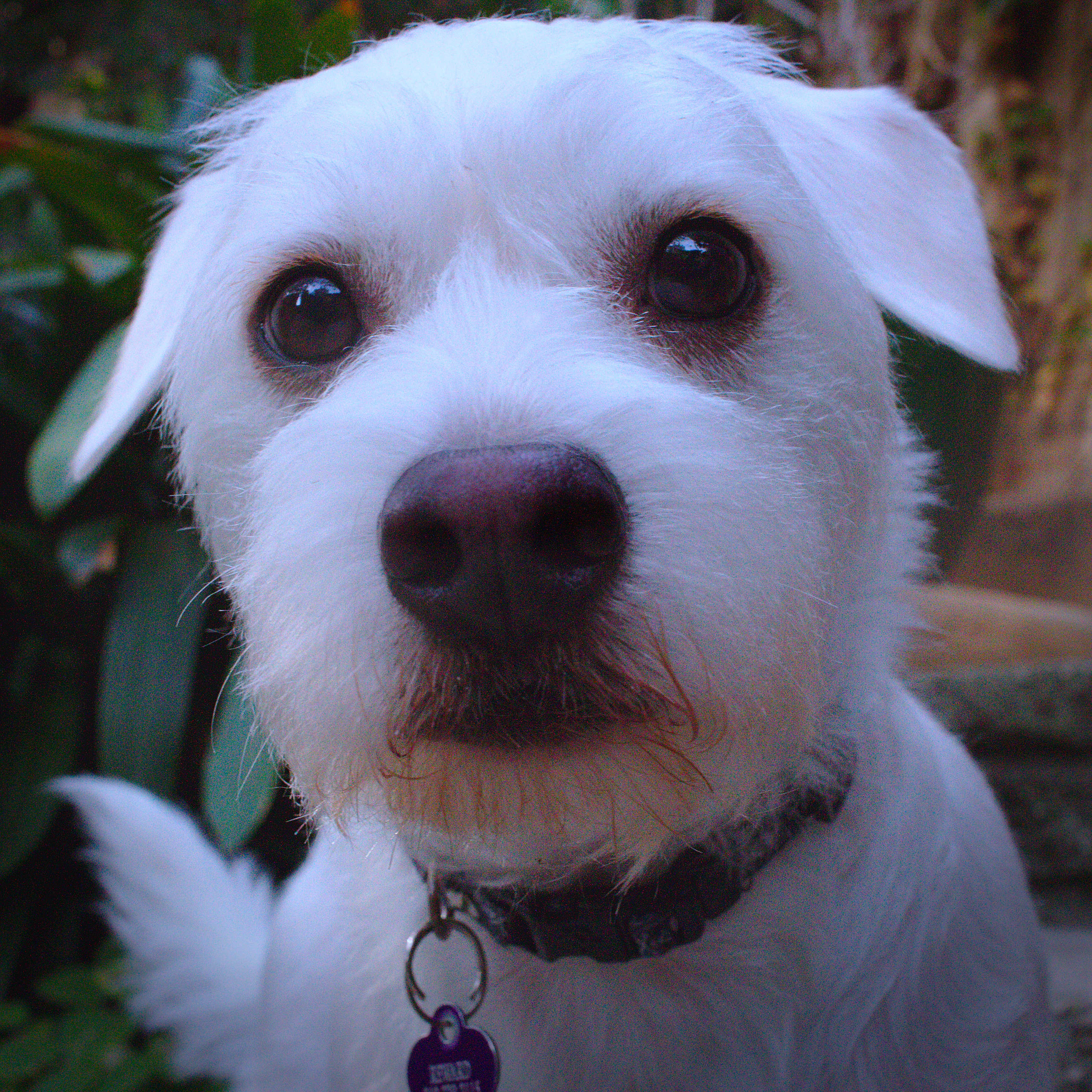 Barkley, a cream-coloured dog